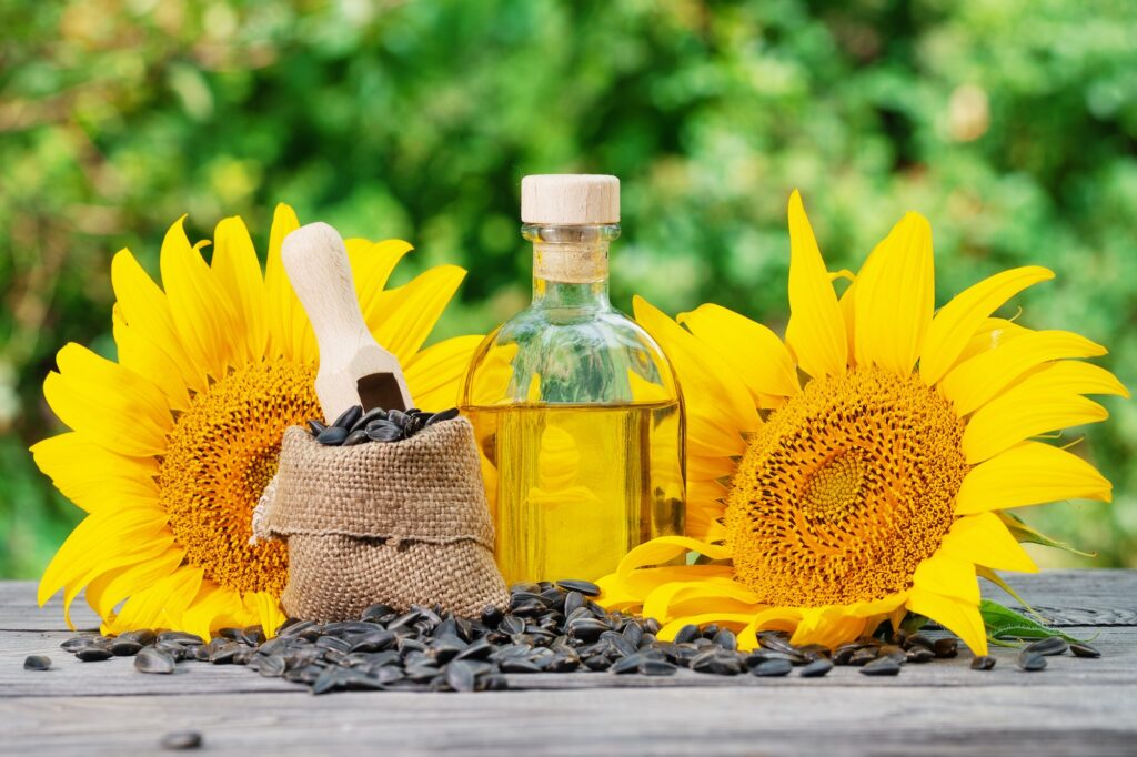 Bottle of sunflower oil and sunflower with seeds on wooden table